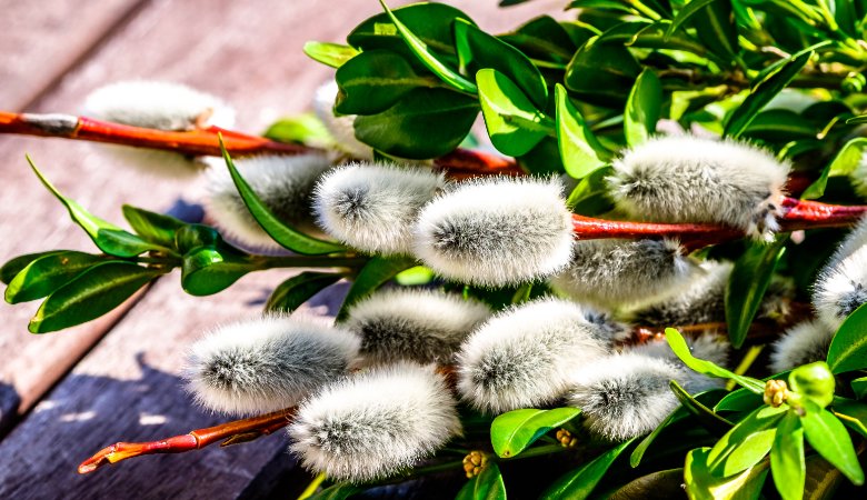 In Oberbayern besteht der Palmbuschen für den Palmsonntag traditionell aus Weidenzweigen mit Palmkätzchen, die zwischen Buchs- und Thujenzweige gesteckt werden.