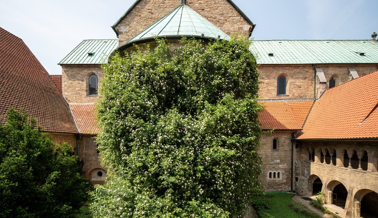 Wahrlich riesig: der Rosenstock am Hildesheimer Dom. Etwa zwei Wochen im Jahr blüht er prachtvoll. 