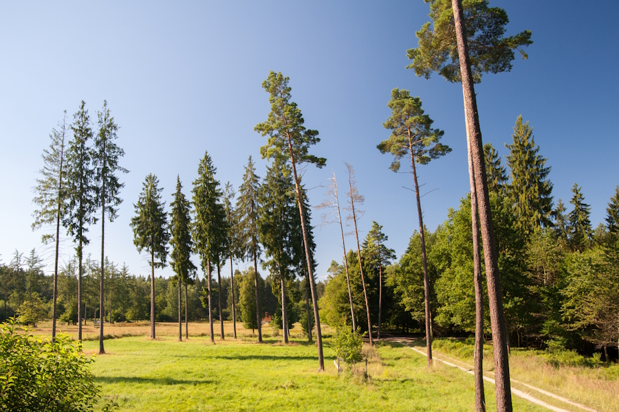 Wald ohne Ende, mal dicht, mal licht, gibt’s im Ebersberger Forst zu erkunden.