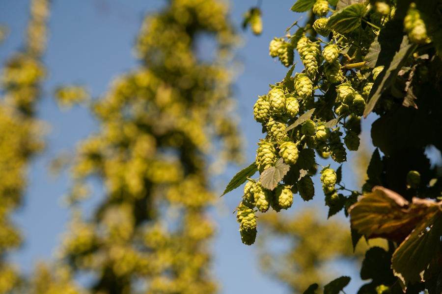 Der reife Hopfen wird meist ab Ende August und bis Ende September geerntet. 