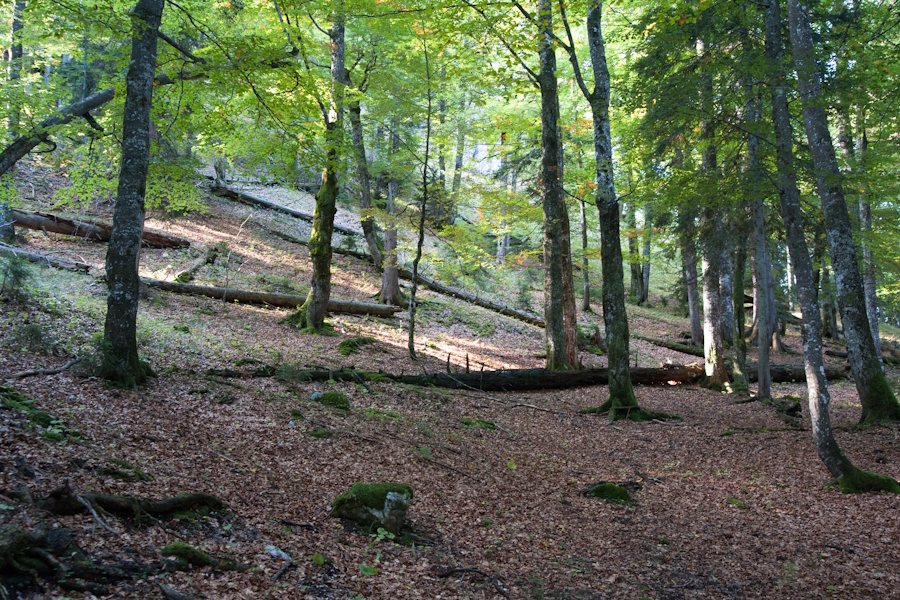 In den Blaubergen ist noch ein Urwaldrelikt erhalten.