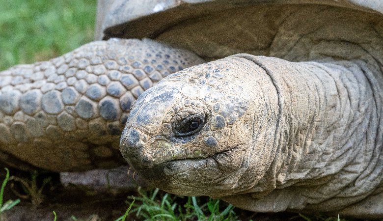 Eine Aldabra-Riesenschildkröte im Profil.