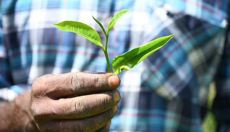 Ein Teepflücker hält Blätter einer Teepflanze in der Hand auf der Teeplantage Mount Vernon bei Hatton (Sri Lanka).