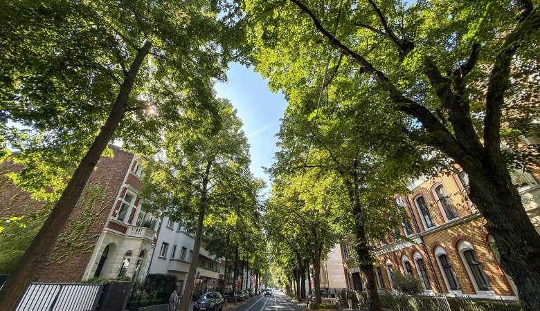 Bäume entlang einer Straße in der Innenstadt von Bonn im Sommer 2026.