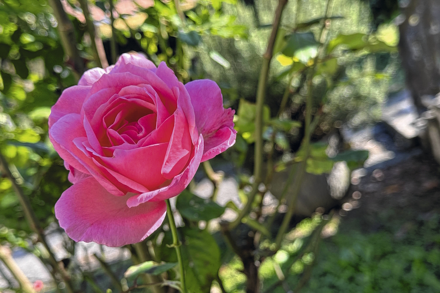 Eine Rose: Für Georg Schmitz-Remy haben Düfte nicht nur mit der Nase zu tun, sondern auch mit der Erinnerung und mit dem Herzen.