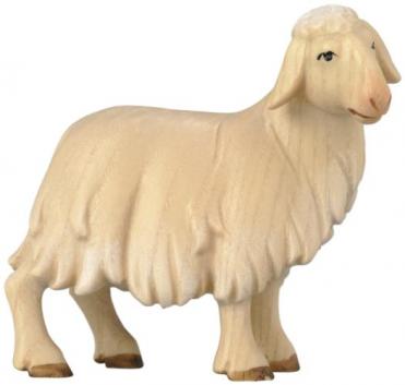 Schaf stehend